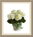 Danker Flower Girl, 658 Central Ave, Albany, NY 12206, (518)_439-0971